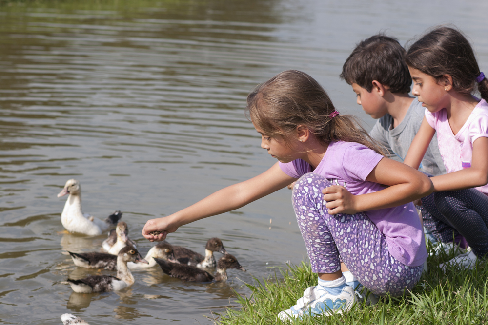 blog-image-feeding-the-ducks-dollar-paid.jpg