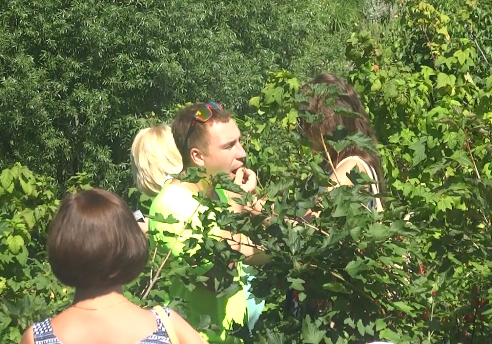 cherry thief