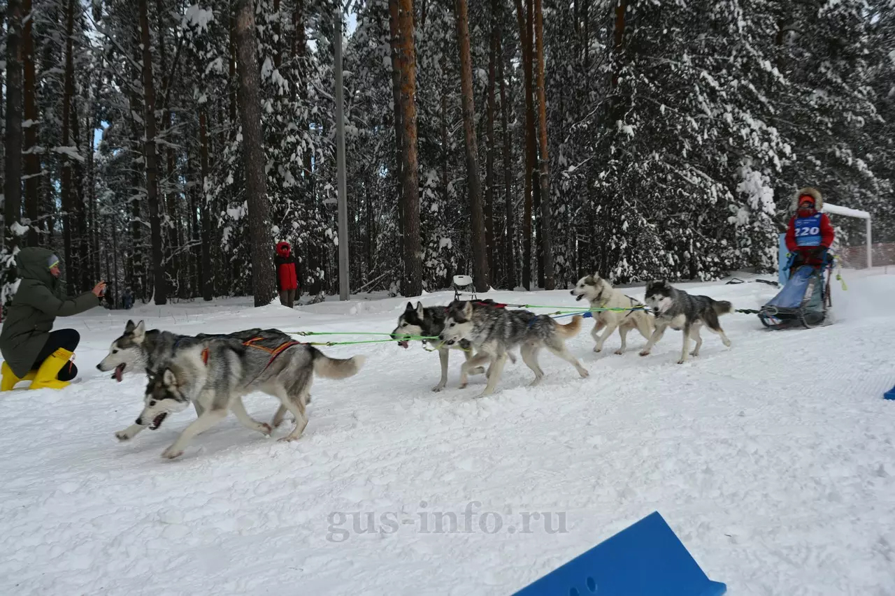 dogsport1.jpg