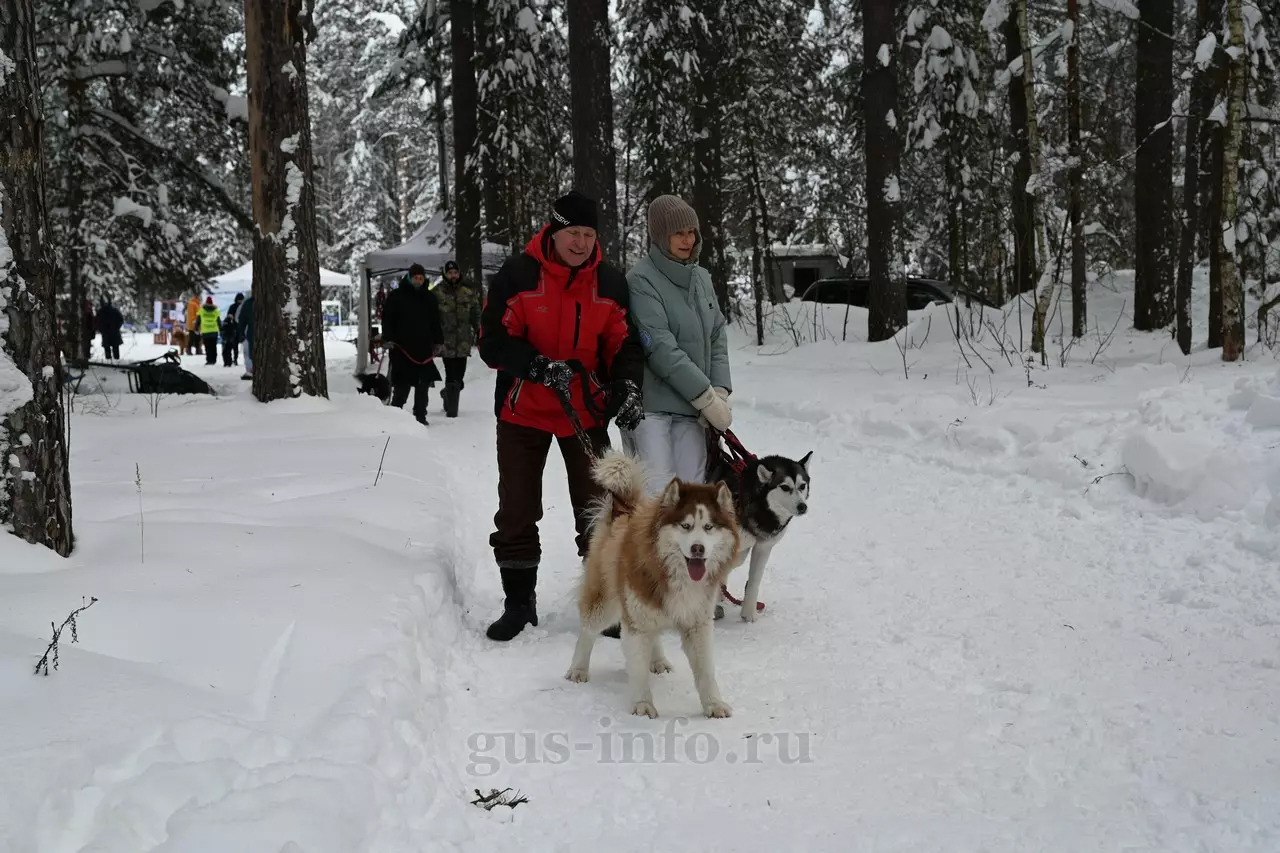 dogsport2.jpg