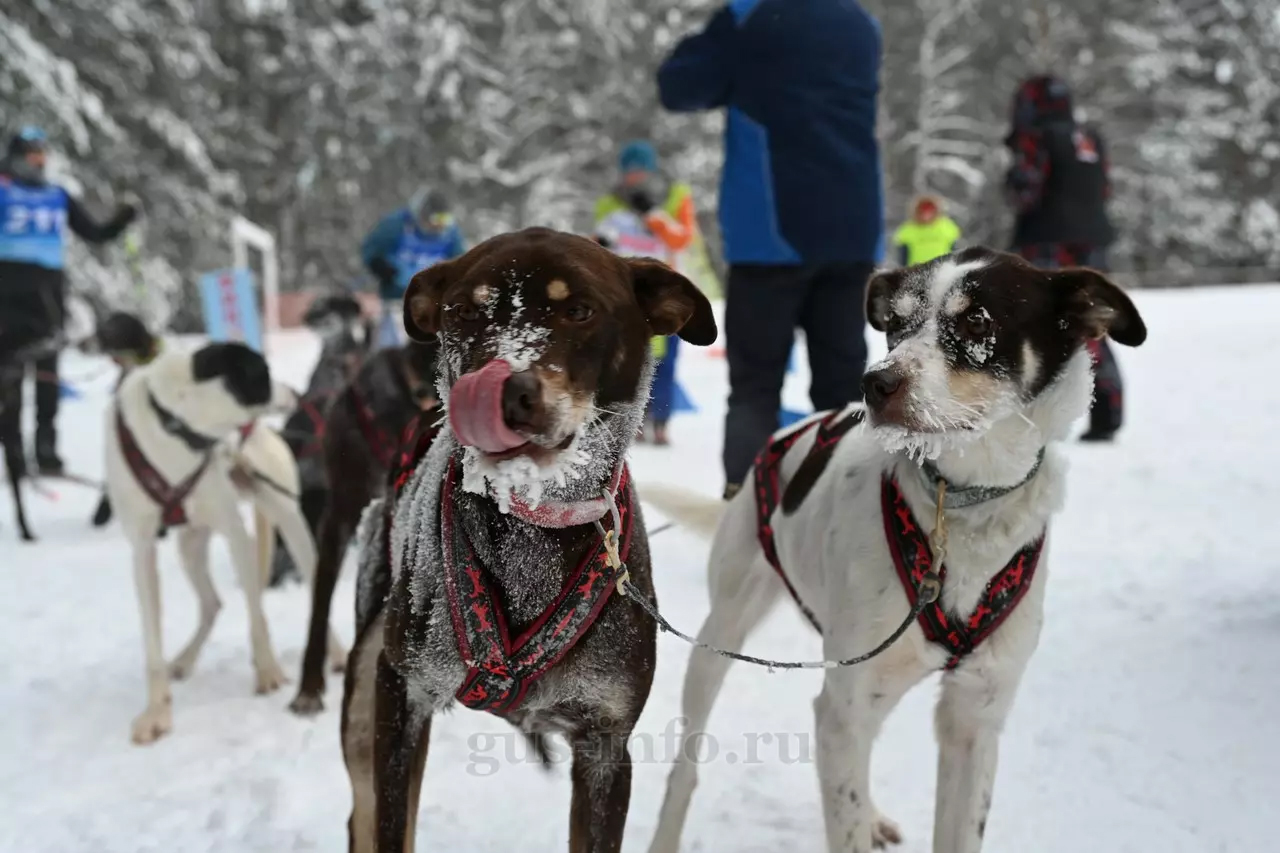 dogsport3.jpg